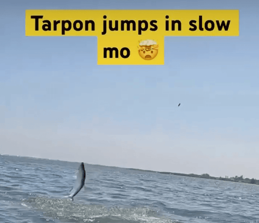 Do Tarpon Migrate? Unlocking the Mysteries of the Silver Kings' Journey - salt-yak-fishing-charters