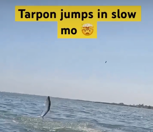 Do Tarpon Migrate? Unlocking the Mysteries of the Silver Kings' Journey