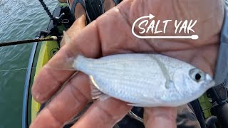 Fishing With Live Bait