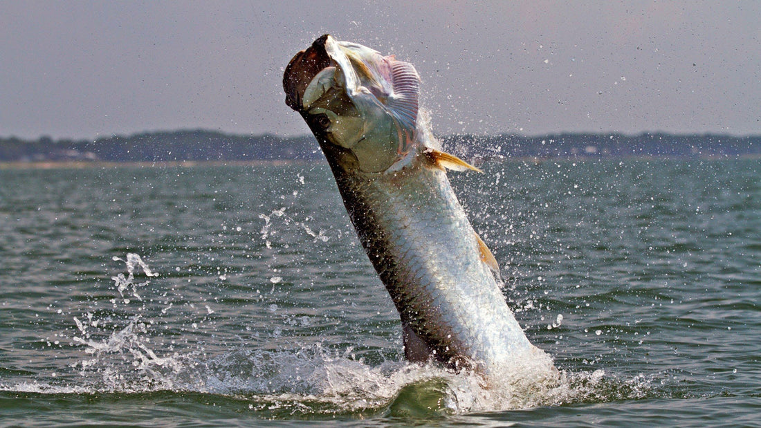 The Thrill of Catching a TARPON in a Kayak.